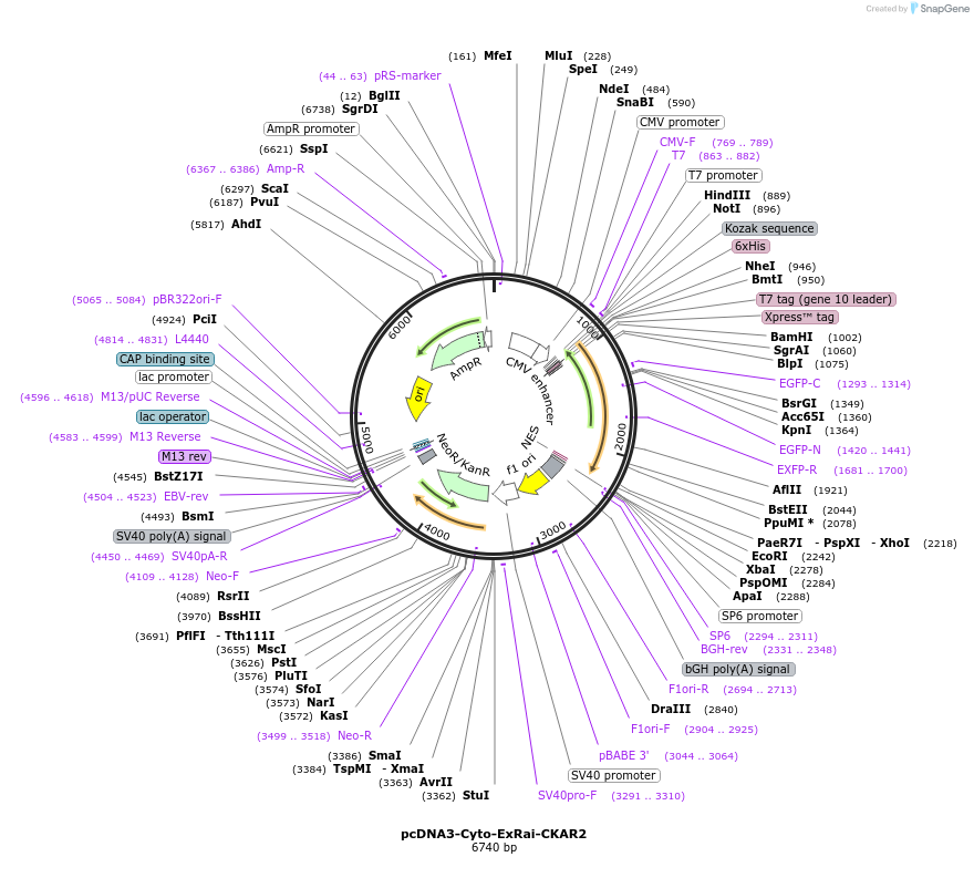 236097-plasmid-map-sequence-id-473746