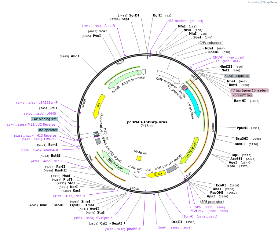 236001-plasmid-map-sequence-id-473749