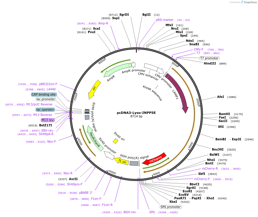 236004-plasmid-map-sequence-id-473793