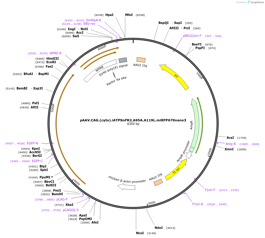 236406-plasmid-map-sequence-id-473798