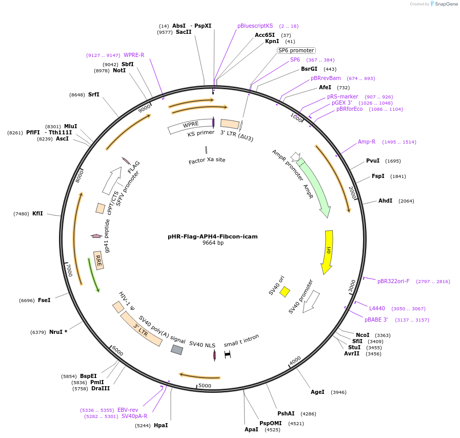 233077-plasmid-map-sequence-id-473800
