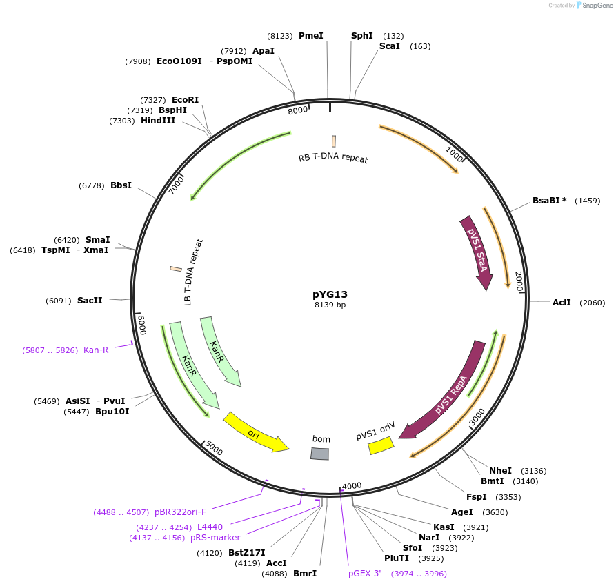 236638-plasmid-map-sequence-id-473810