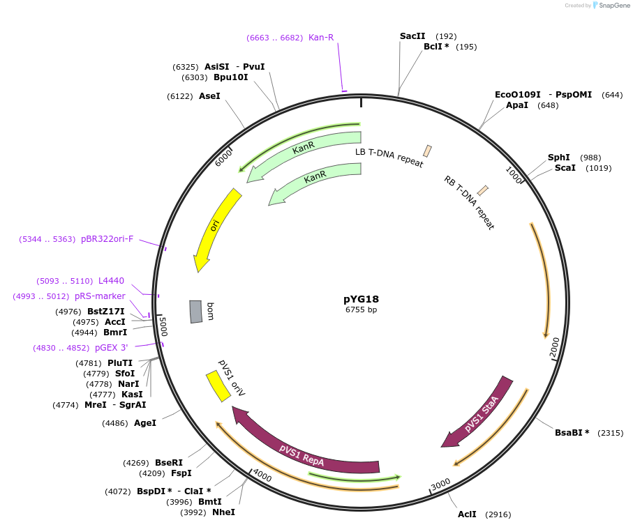 236636-plasmid-map-sequence-id-473812