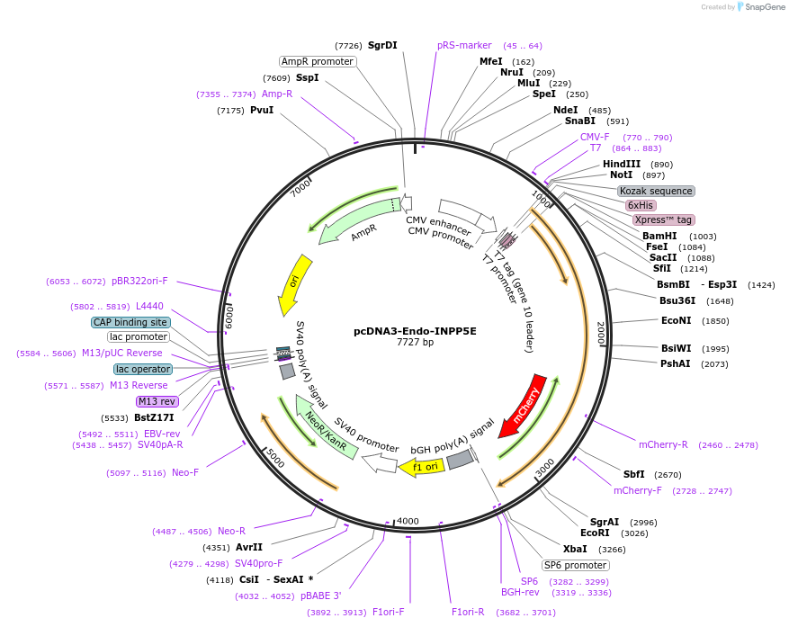 236005-plasmid-map-sequence-id-473813