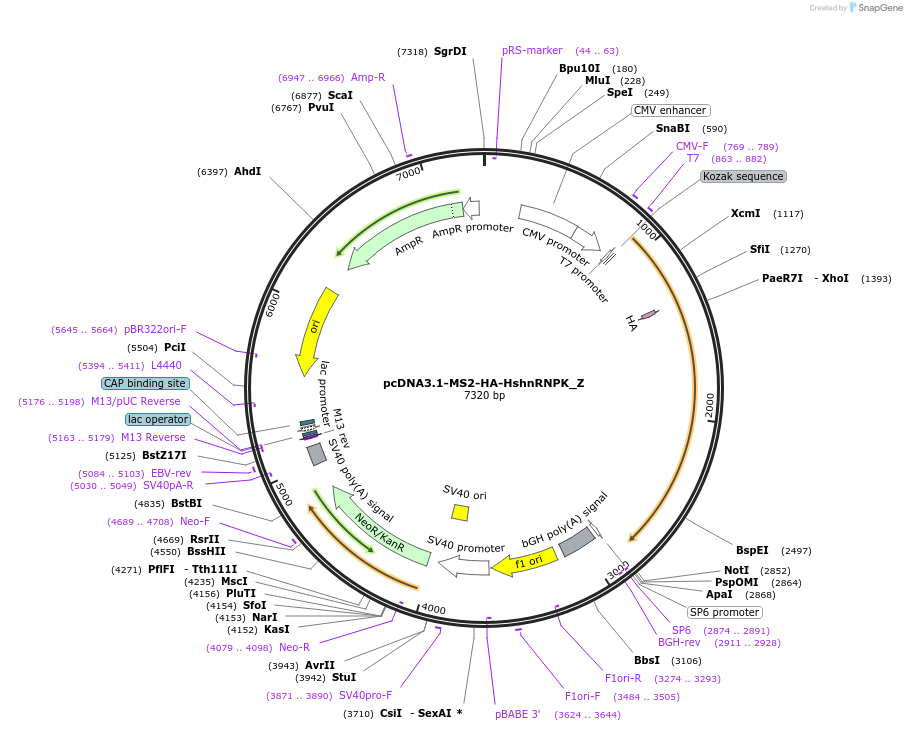 148124-plasmid-map-sequence-id-473834