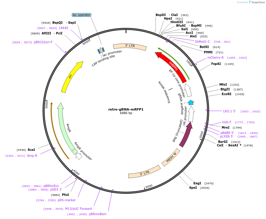 112914-plasmid-map-sequence-id-473841