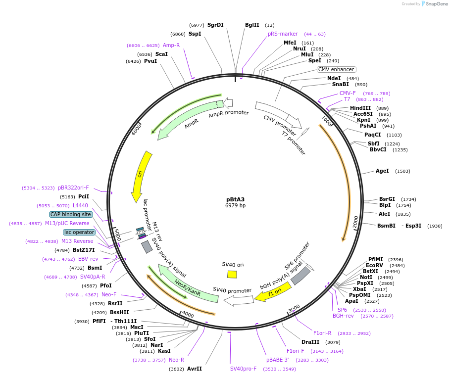 238985-plasmid-map-sequence-id-473877