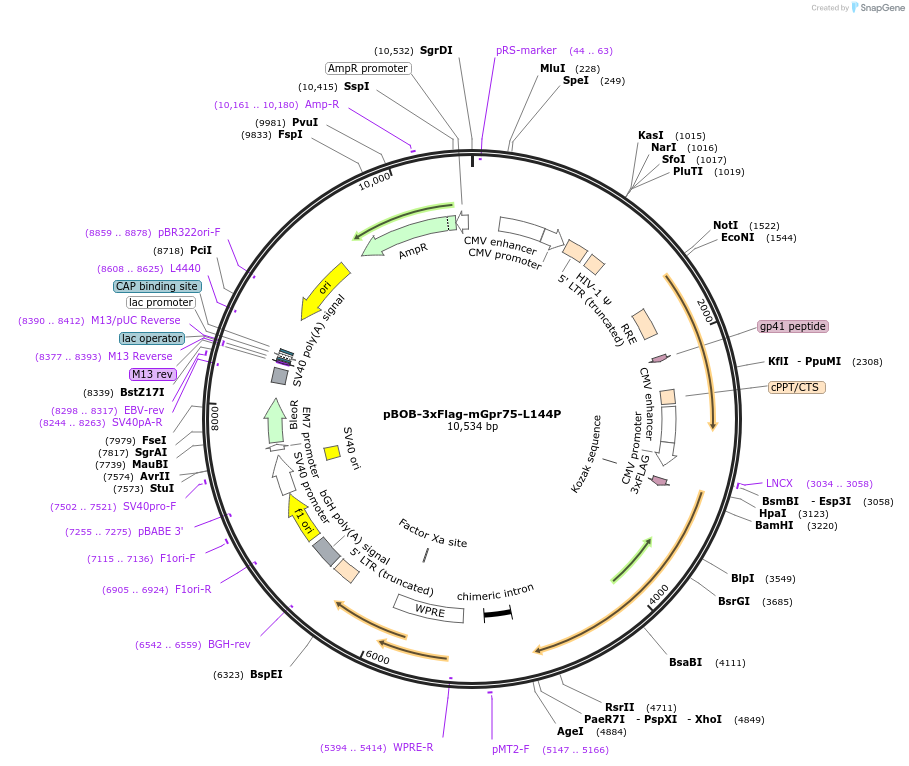 236745-plasmid-map-sequence-id-473878