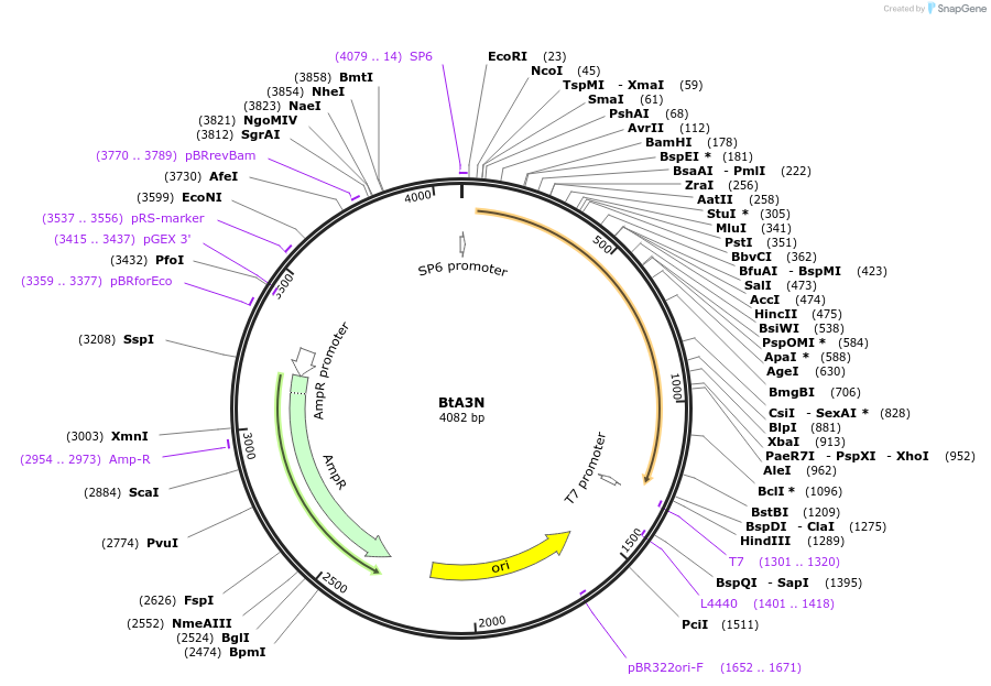 238981-plasmid-map-sequence-id-473888