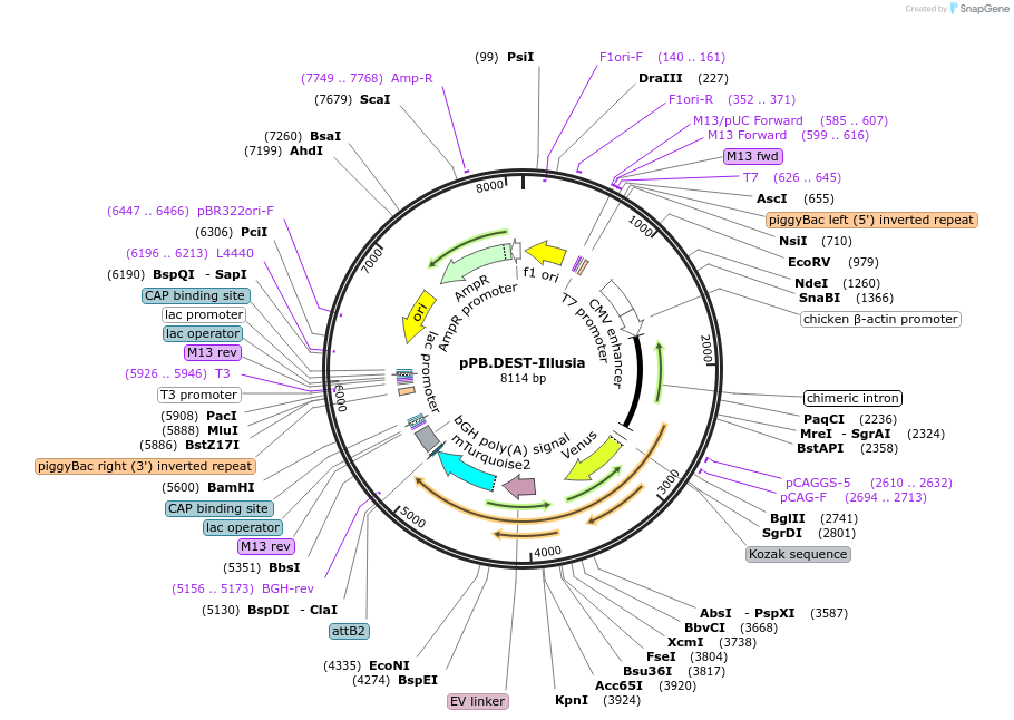 215444-plasmid-map-sequence-id-473893