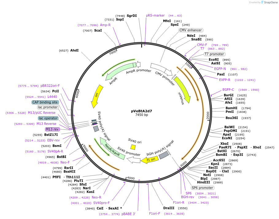 238989-plasmid-map-sequence-id-473894