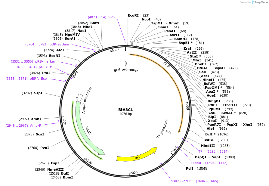 238992-plasmid-map-sequence-id-473895