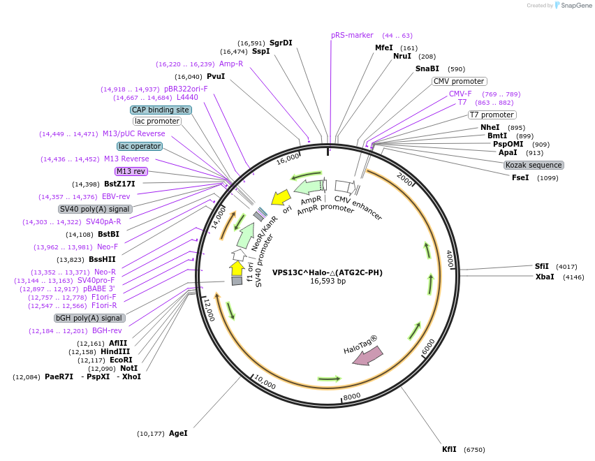 232867-plasmid-map-sequence-id-473898