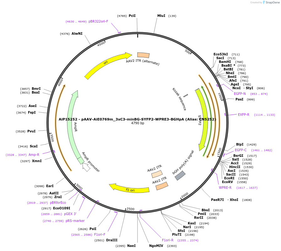 230505-plasmid-map-sequence-id-473932