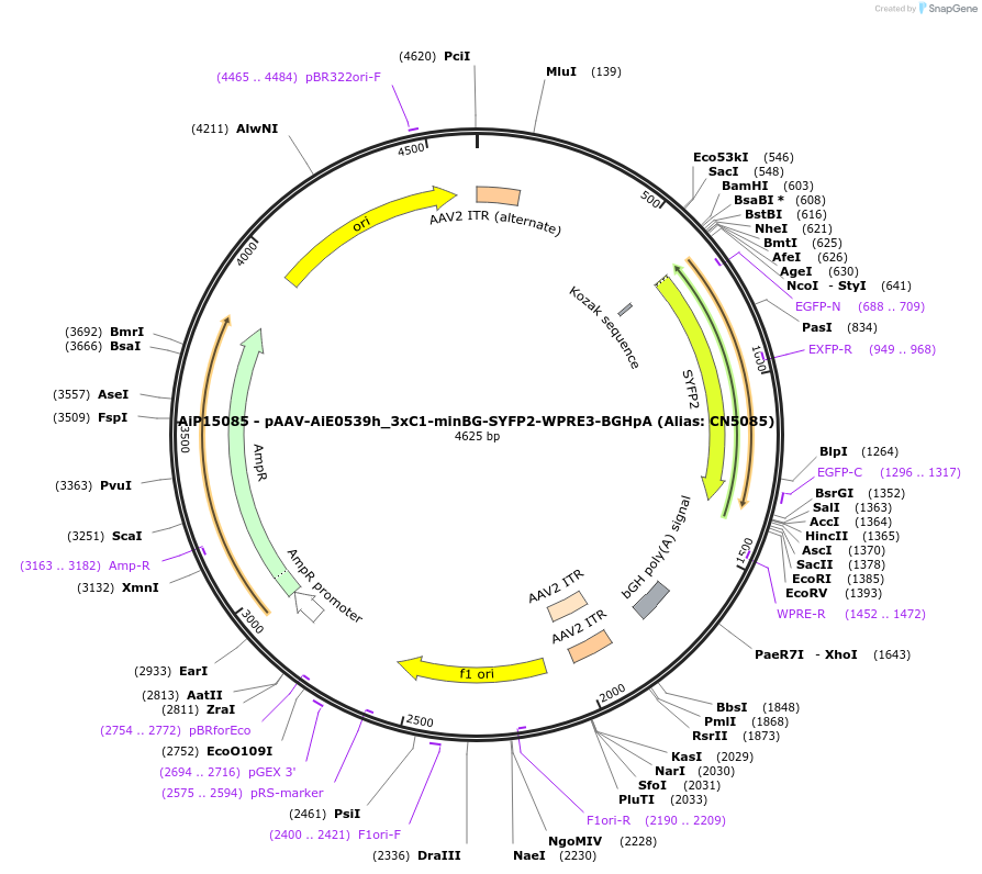 230501-plasmid-map-sequence-id-473936