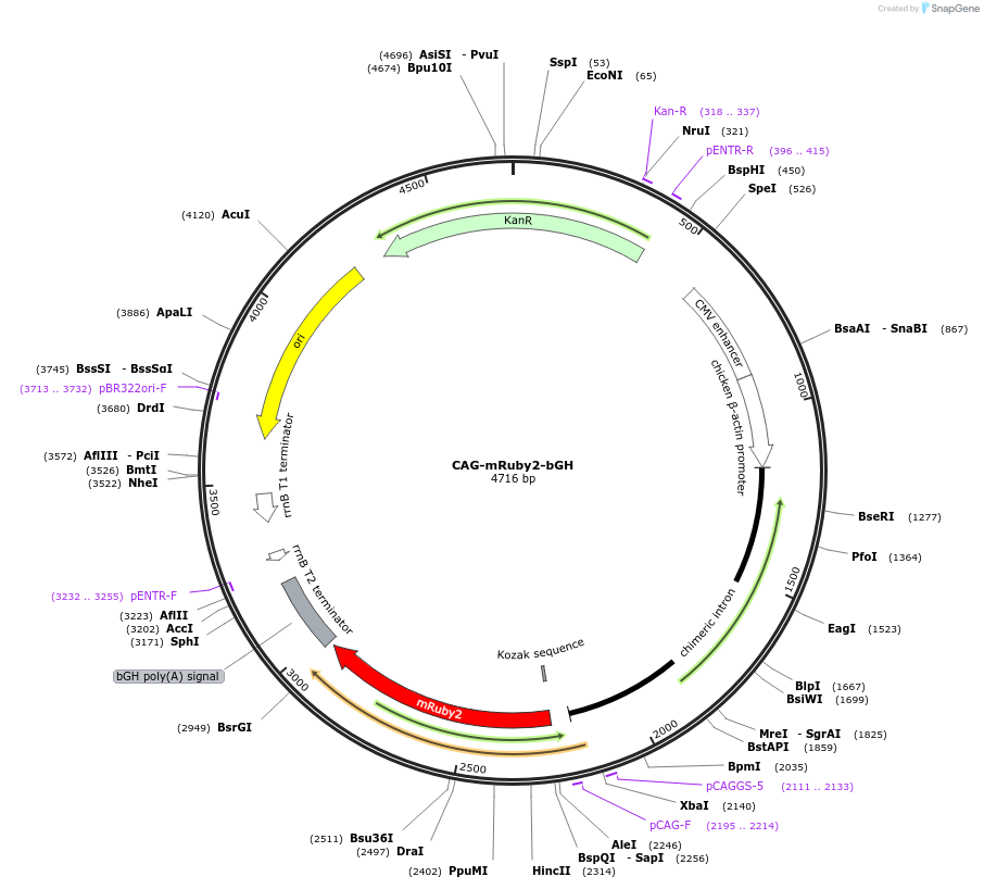 235296-plasmid-map-sequence-id-473938