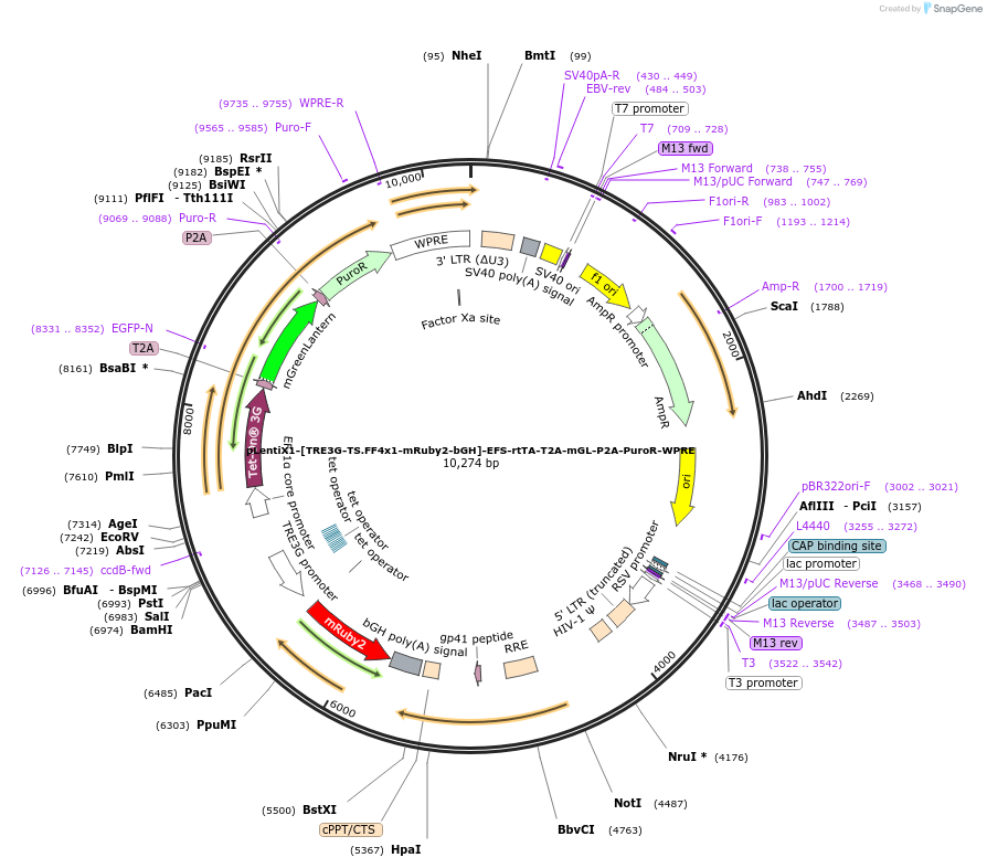 235316-plasmid-map-sequence-id-473947