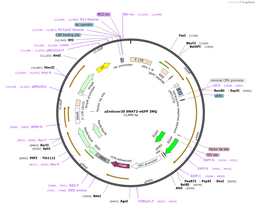 237229-plasmid-map-sequence-id-473956