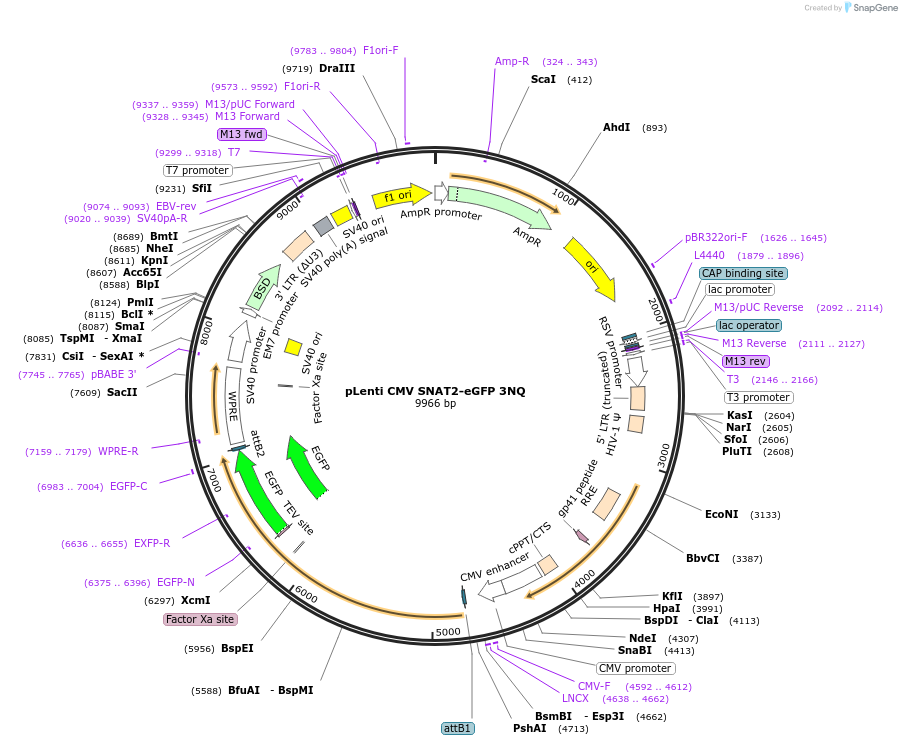 237227-plasmid-map-sequence-id-473960
