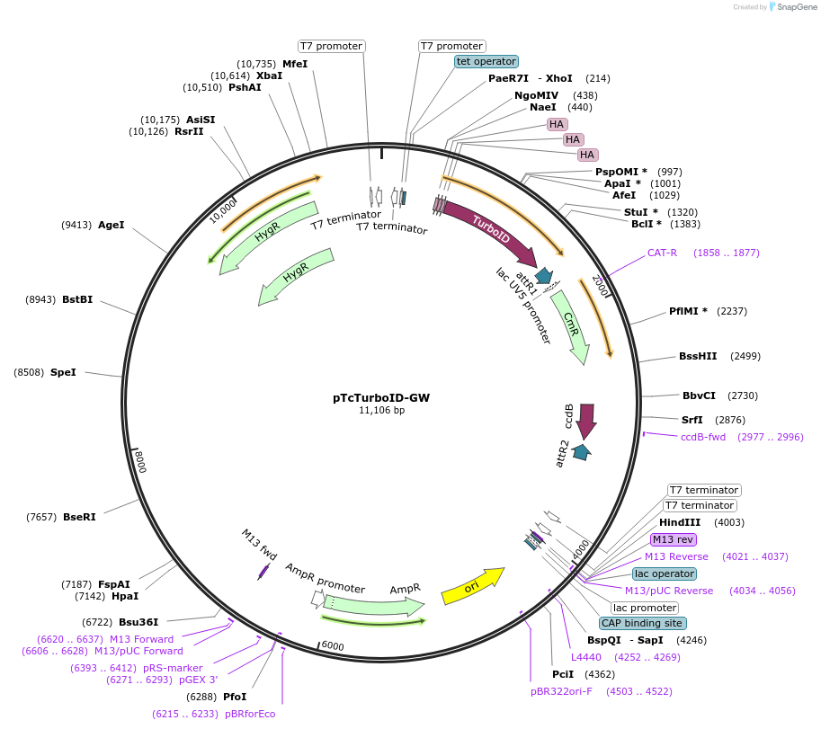 234714-plasmid-map-sequence-id-473963