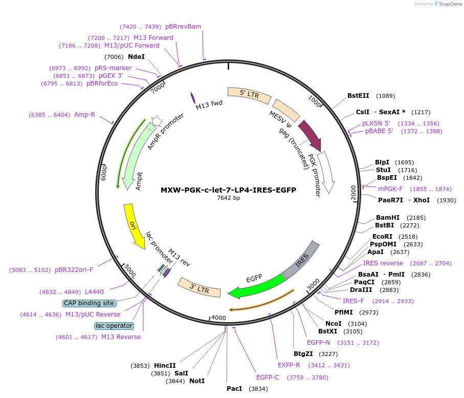 37643-plasmid-map-sequence-id-47397