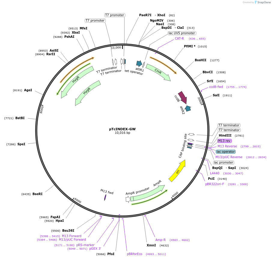234713-plasmid-map-sequence-id-473972