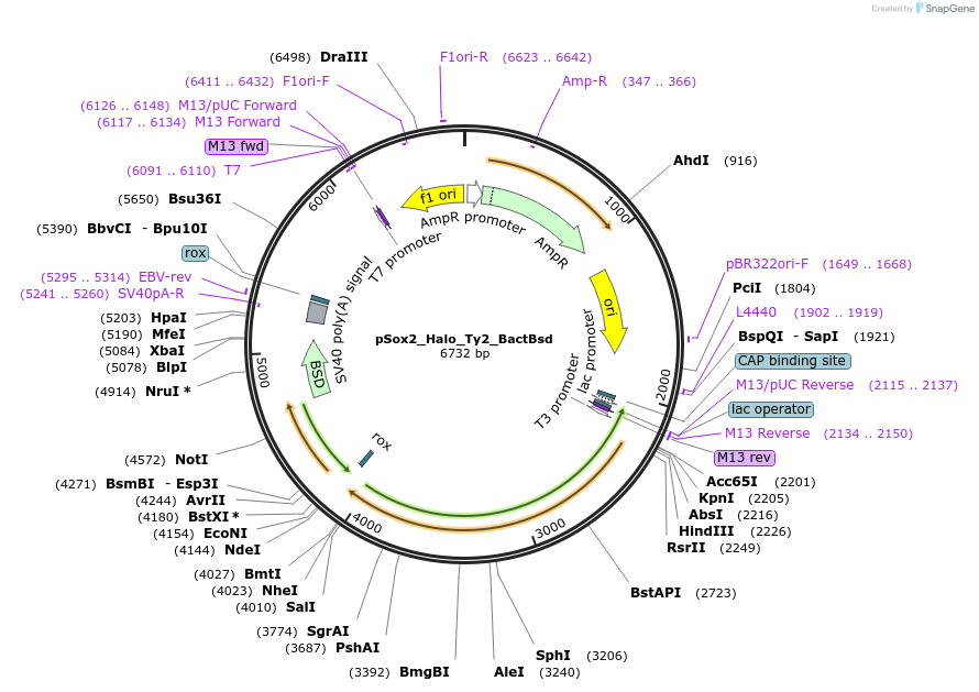 235513-plasmid-map-sequence-id-473982