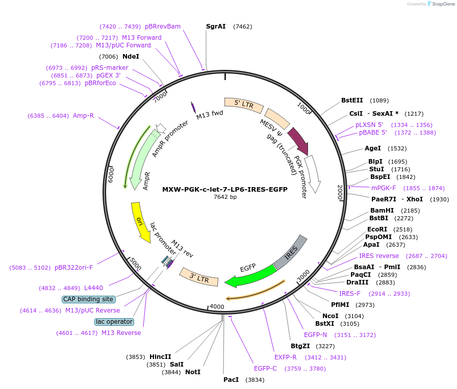 37645-plasmid-map-sequence-id-47399