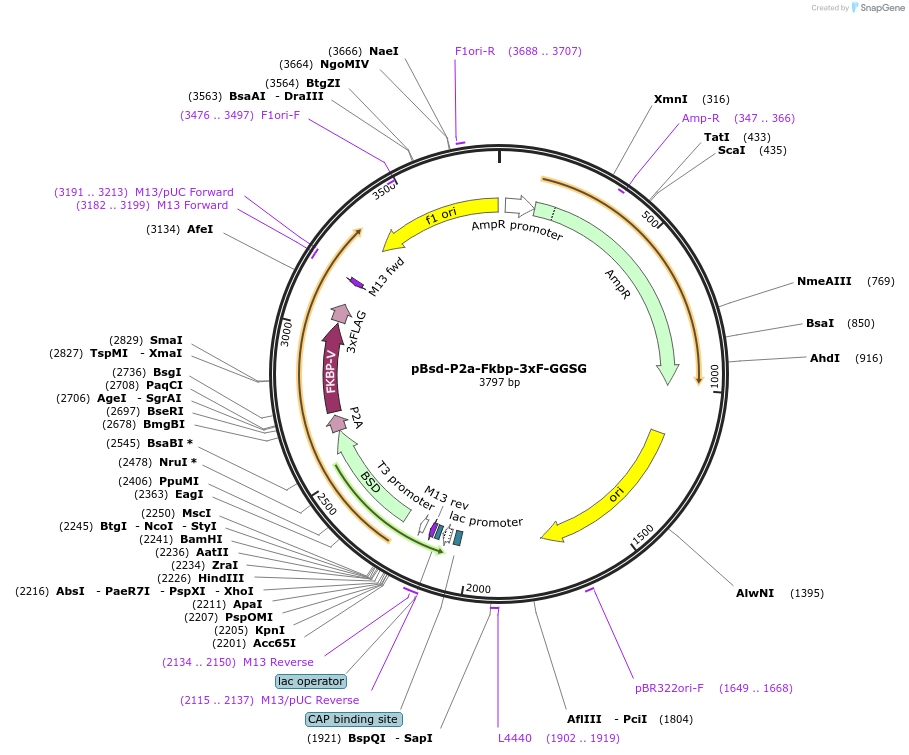 235514-plasmid-map-sequence-id-473990