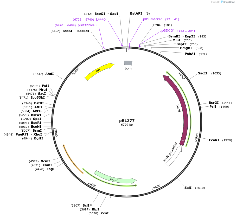 70255-plasmid-map-sequence-id-473991