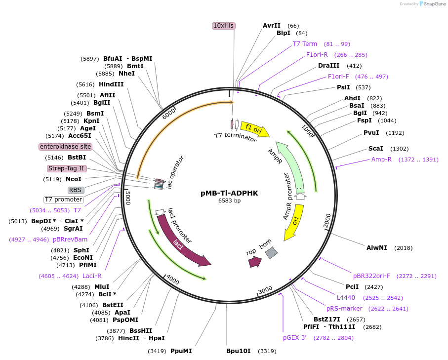 237469-plasmid-map-sequence-id-473992
