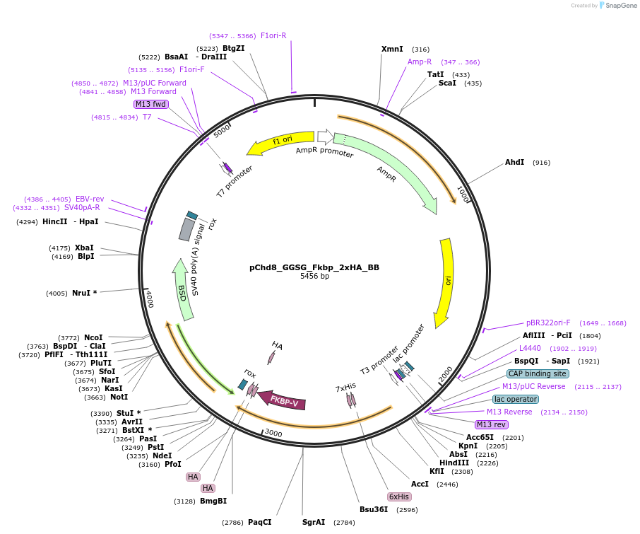 235524-plasmid-map-sequence-id-473993