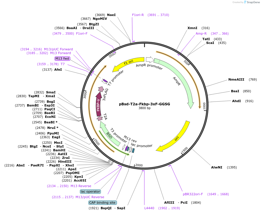 235515-plasmid-map-sequence-id-474007
