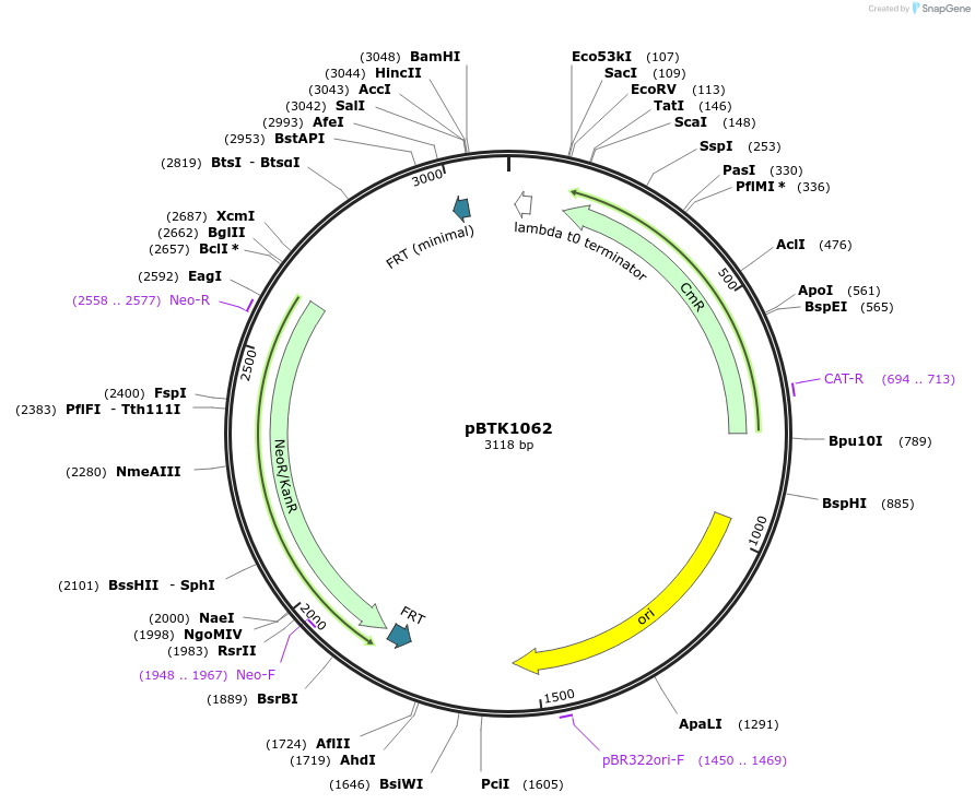 236186-plasmid-map-sequence-id-474009