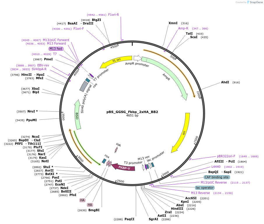 235503-plasmid-map-sequence-id-474010