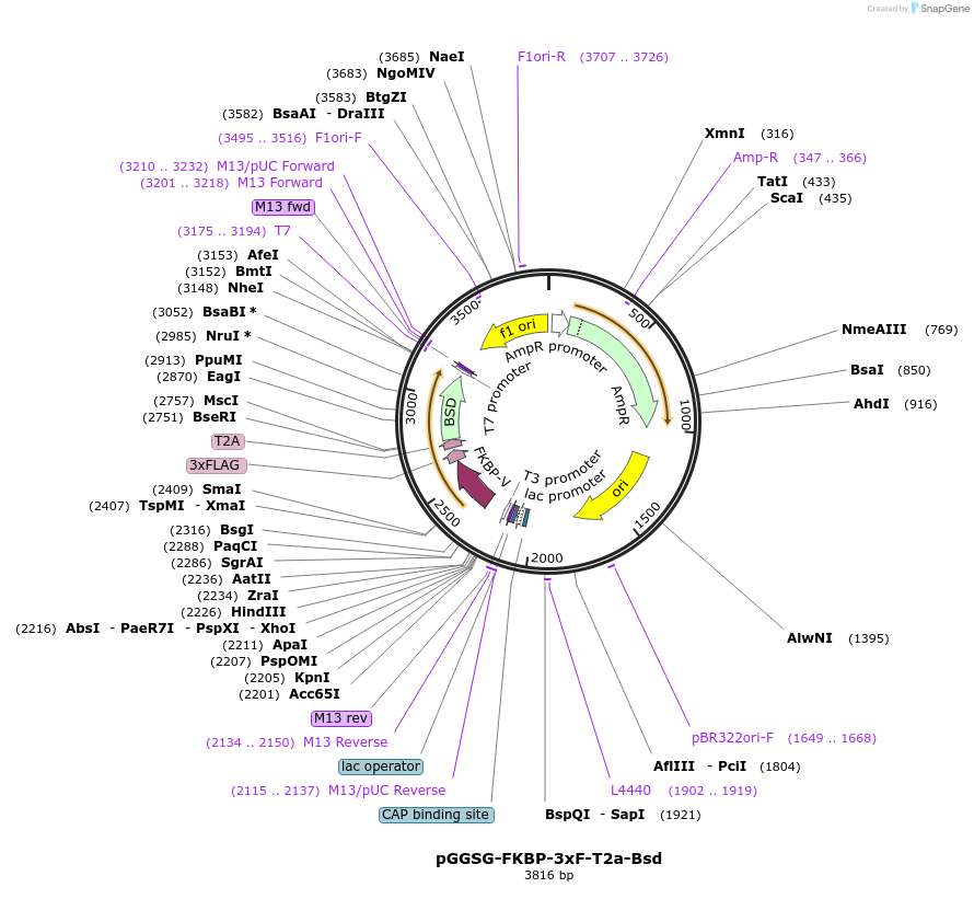 235520-plasmid-map-sequence-id-474011