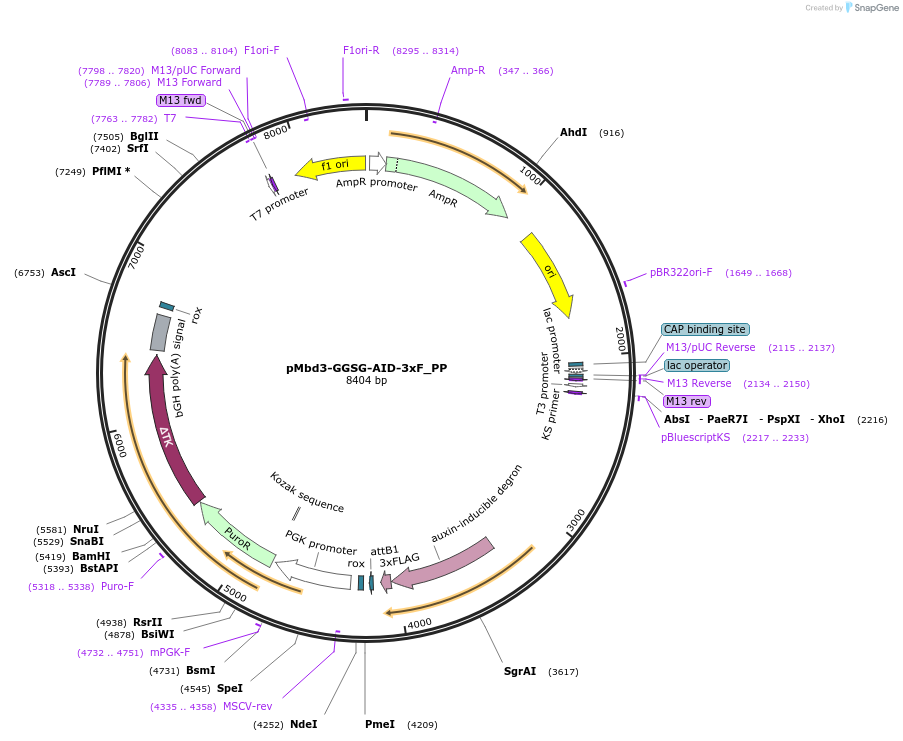 235507-plasmid-map-sequence-id-474013