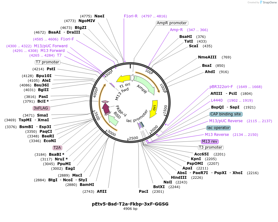 235525-plasmid-map-sequence-id-474014