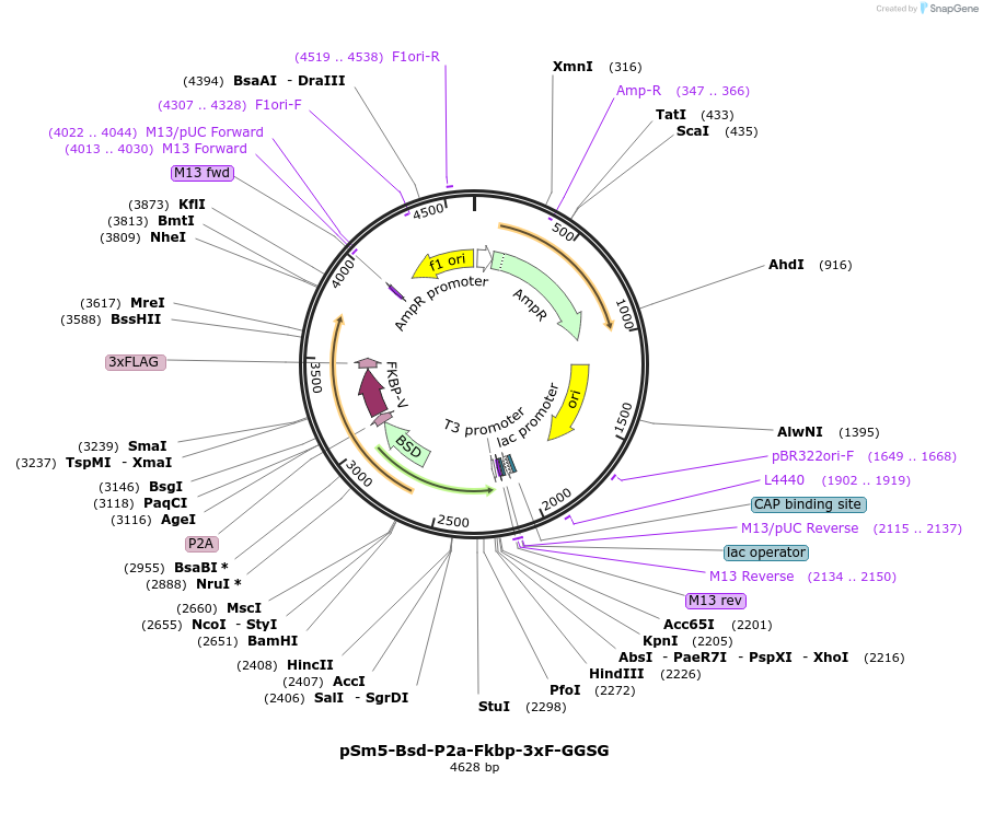 235522-plasmid-map-sequence-id-474015