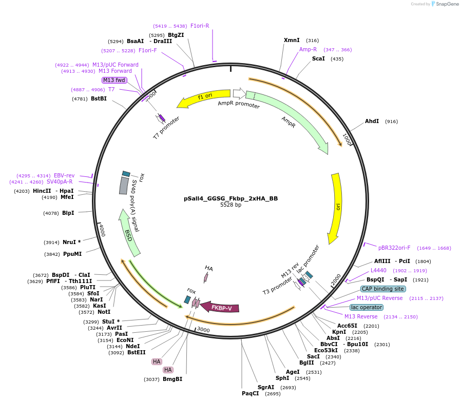235510-plasmid-map-sequence-id-474037