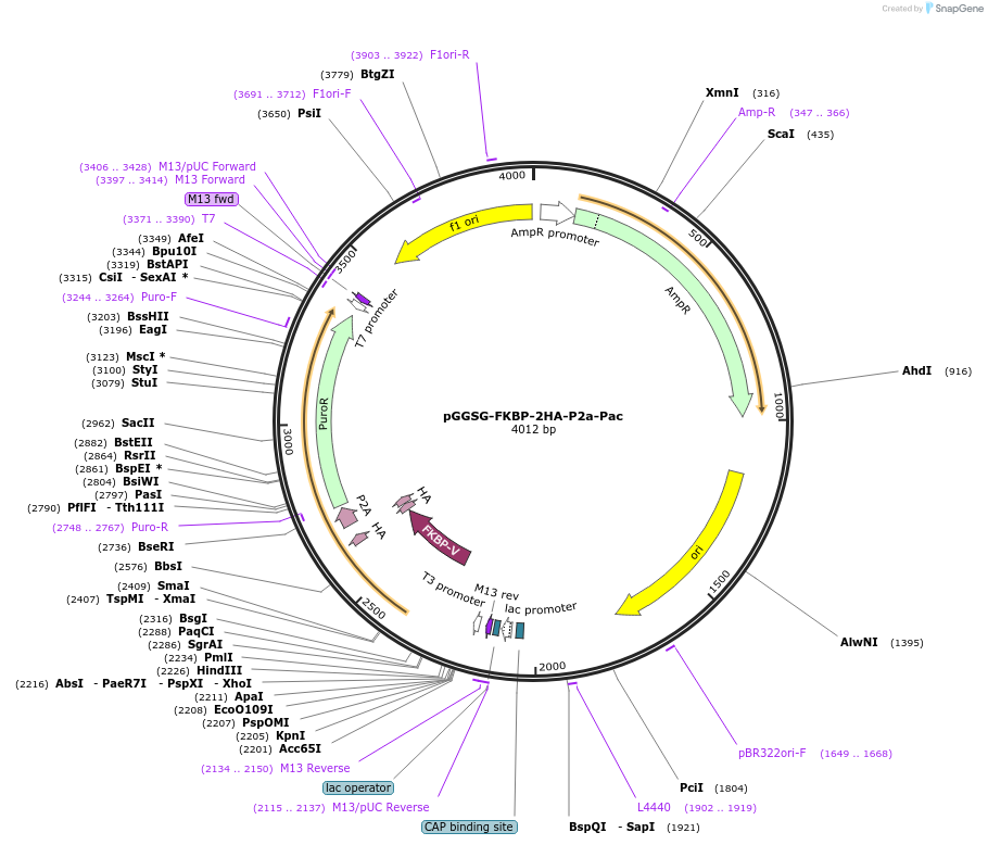 235521-plasmid-map-sequence-id-474041