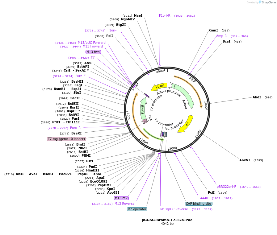 235518-plasmid-map-sequence-id-474042