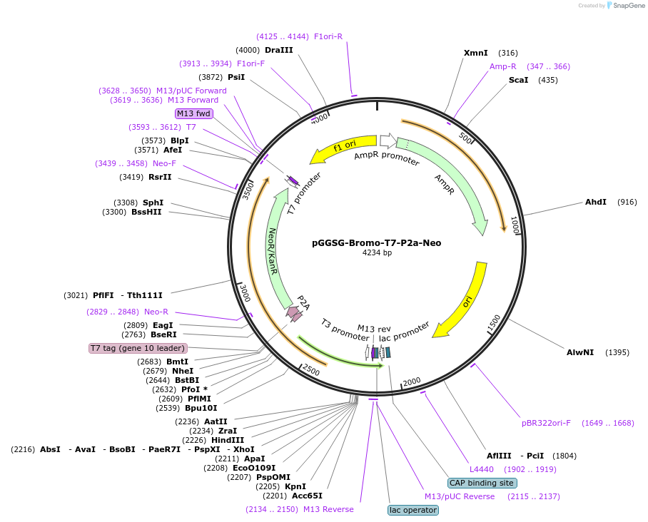 235516-plasmid-map-sequence-id-474044