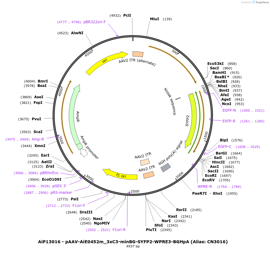230445-plasmid-map-sequence-id-474047