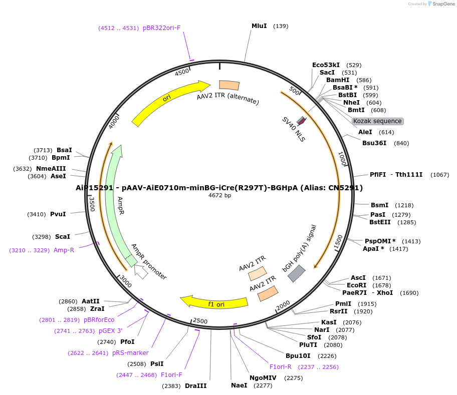 230510-plasmid-map-sequence-id-474048