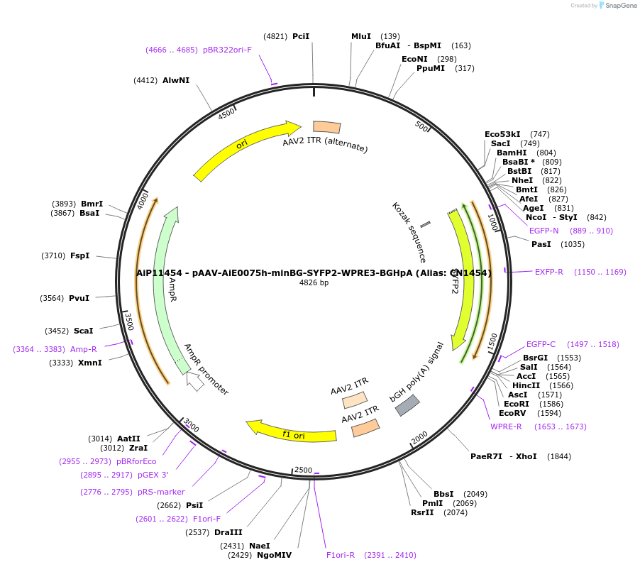 230411-plasmid-map-sequence-id-474051