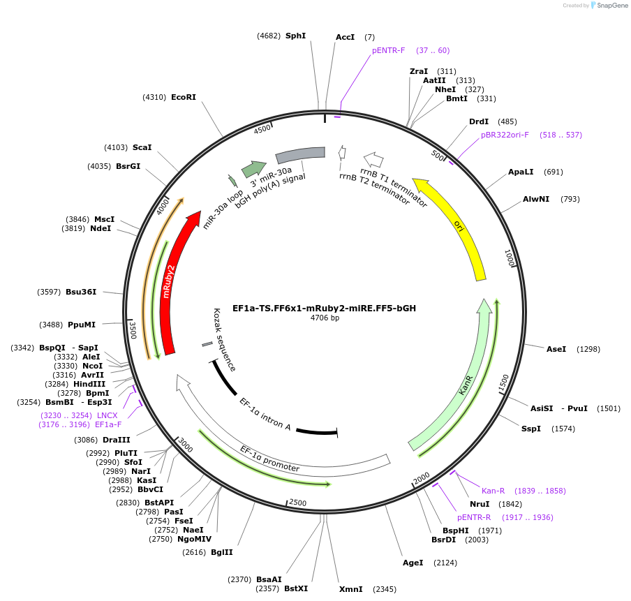 235258-plasmid-map-sequence-id-474053