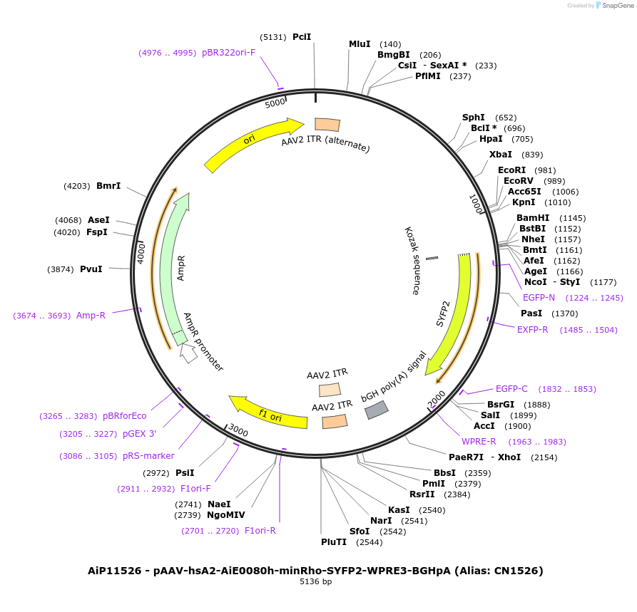 230413-plasmid-map-sequence-id-474054