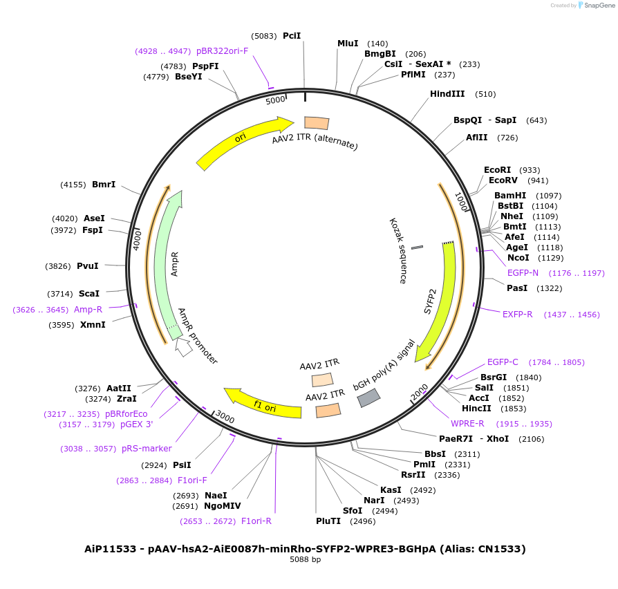 230414-plasmid-map-sequence-id-474055