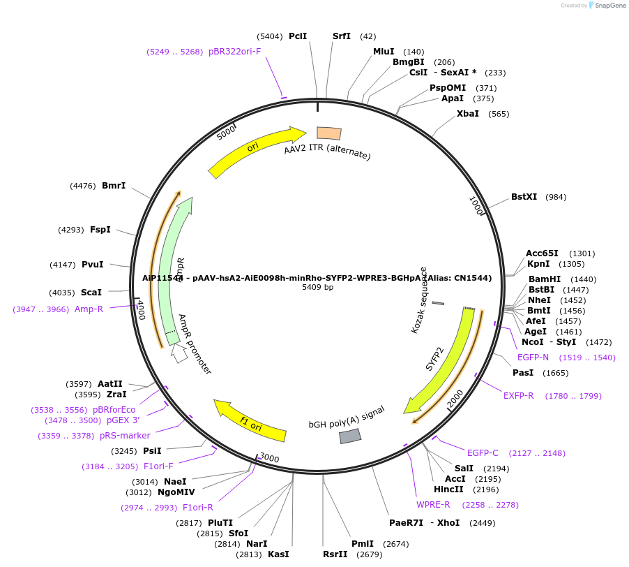 230416-plasmid-map-sequence-id-474057